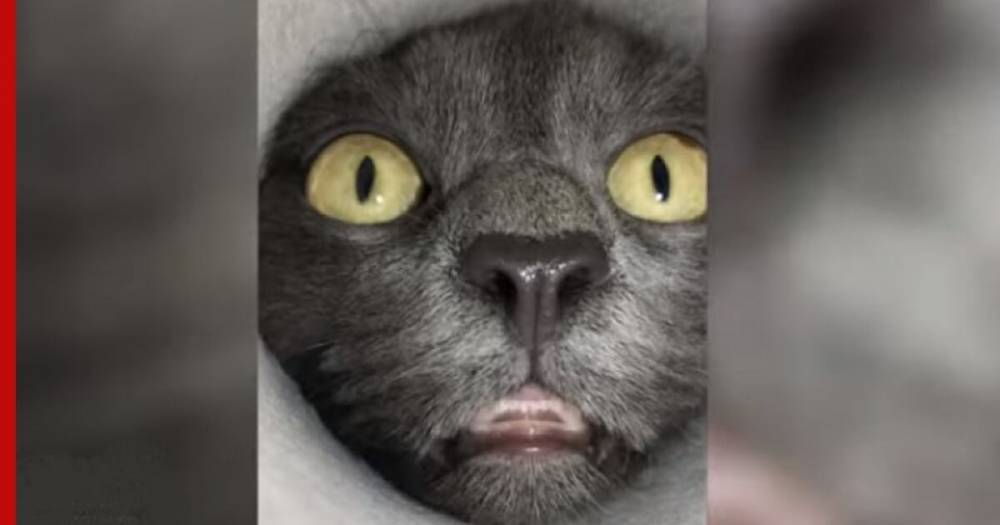 Любопытный кот из сибирского городка стал звездой соцсетей