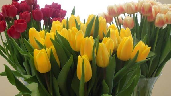Депутат Рады Вятрович назвал «ерундой» цветы и презенты женщинам на 8 Марта