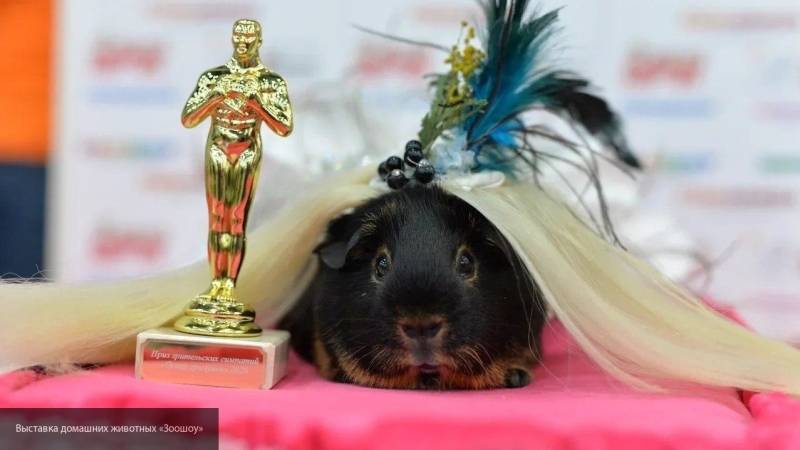 Морская свинка получила «Оскар» в Петербурге за образ Леди Гаги