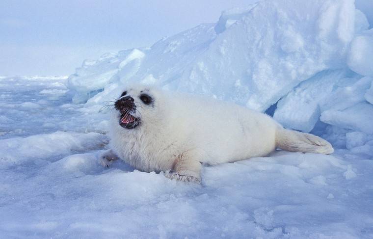 Гренландские тюлени в России могут полностью исчезнуть