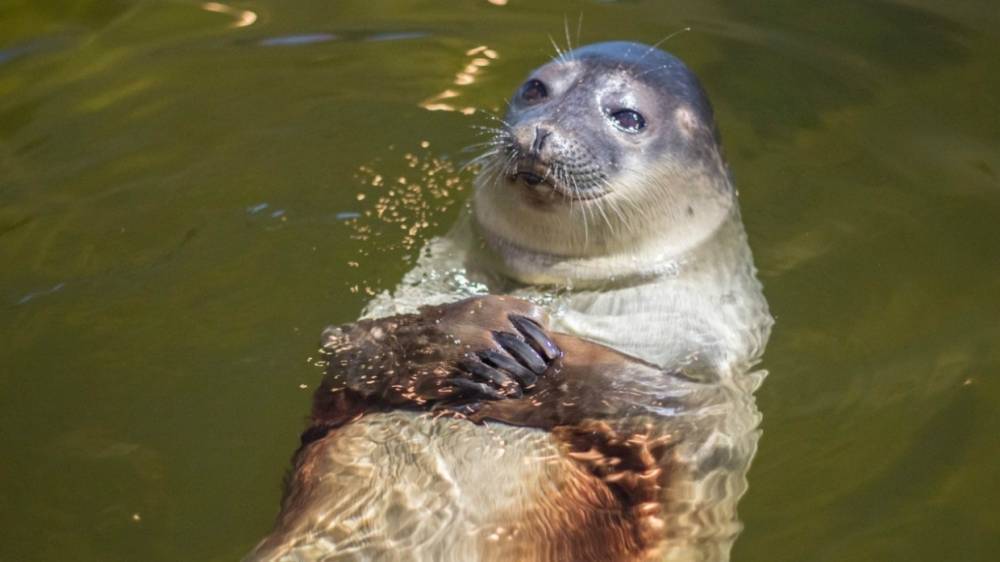 В России может исчезнуть целый вид тюленей из-за изменения климата