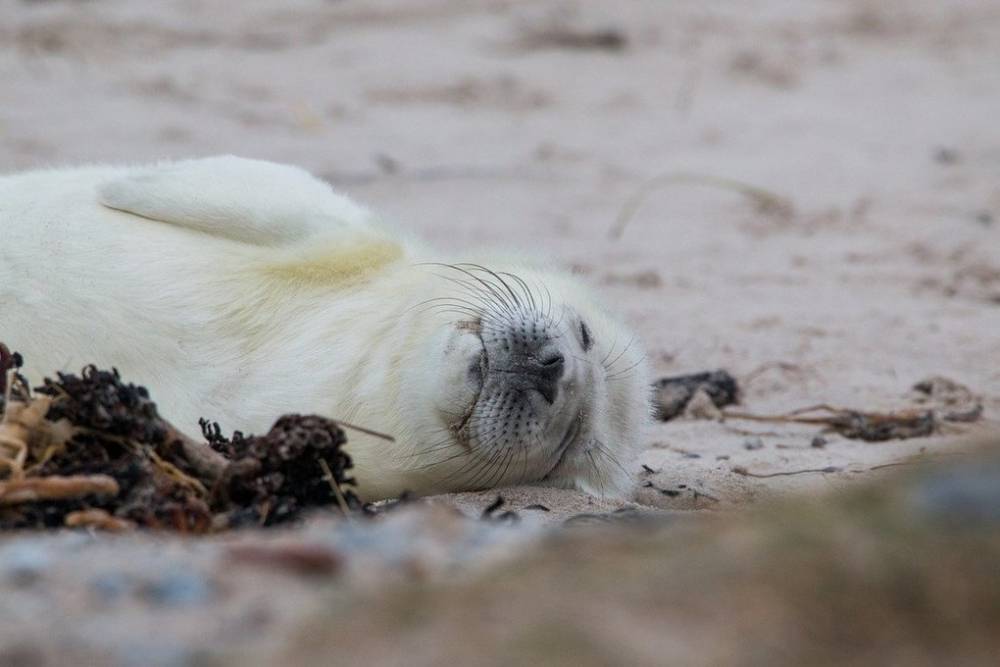 В России могут исчезнуть гренландские тюлени