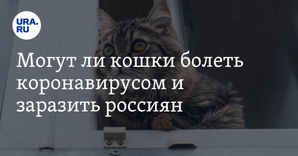 Могут ли кошки болеть коронавирусом и заразить россиян