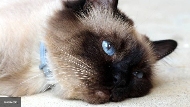 Карен Даллакян - Ветеринар рассказал, могут ли домашние кошки заболеть коронавирусом и заразить человека - nation-news.ru - Россия