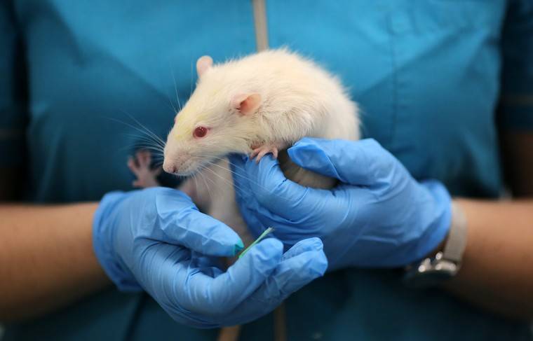 Учёные впервые пересадят крысам «напечатанную» в космосе костную ткань
