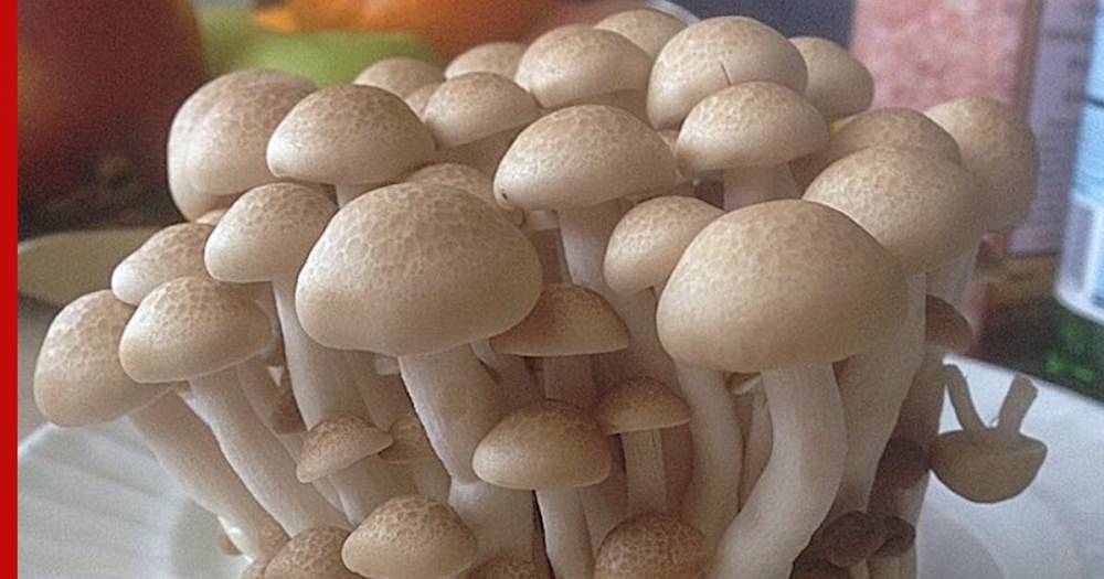 Доказана польза грибов для профилактики рака предстательной железы