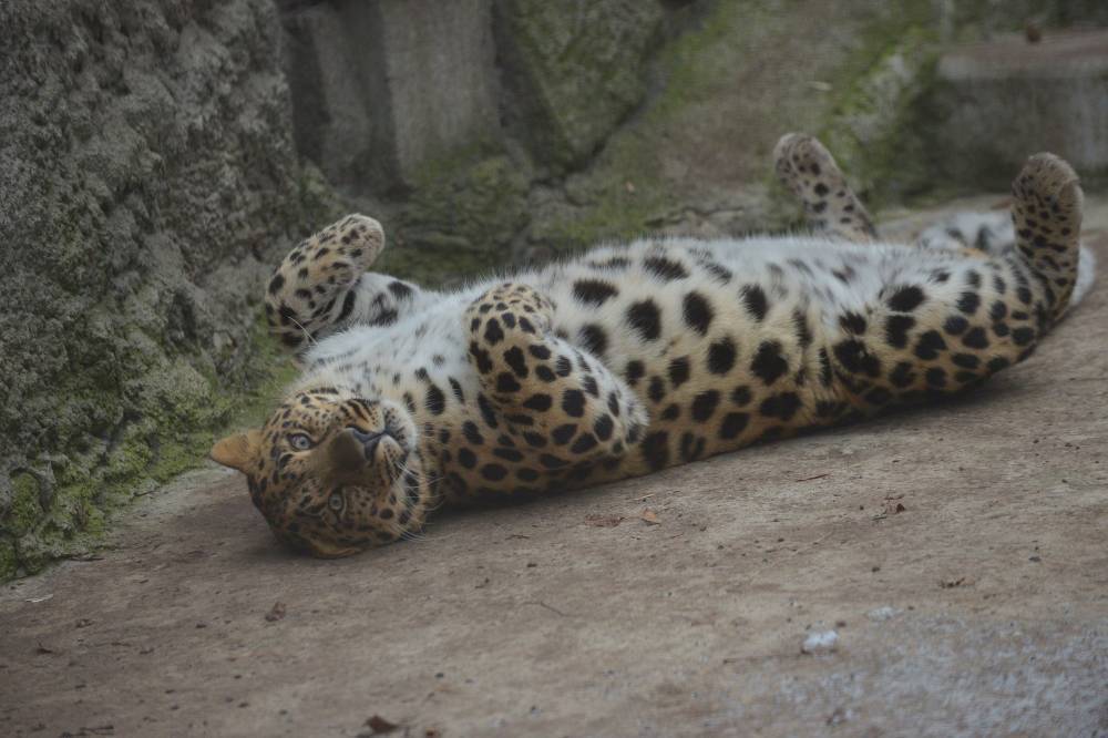 Более 900 человек посетили Московской зоопарк в одежде с леопардовым принтом