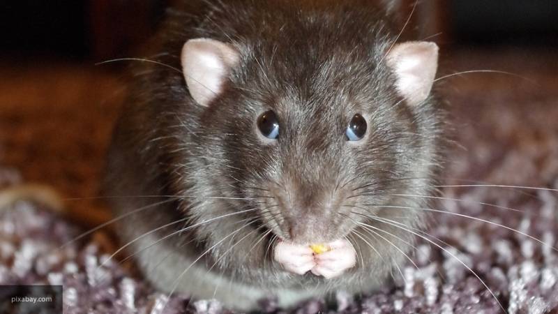 Ученые установили, что крысы умеют сочувствовать сородичам