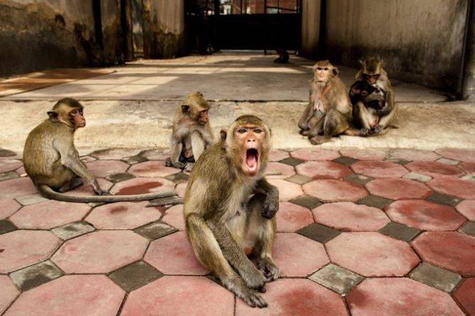Банды агрессивных обезьян захватили здание индийского правительства в Пенджабе