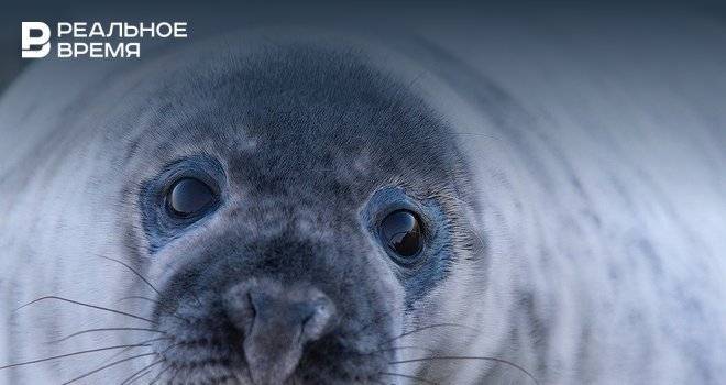 Гренландские тюлени в России оказались под угрозой исчезновения