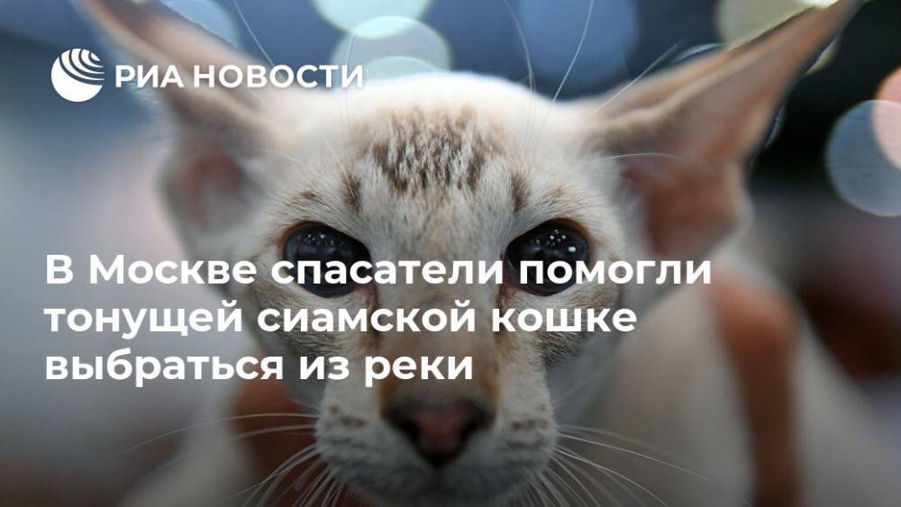 В Москве спасатели помогли тонущей сиамской кошке выбраться из реки