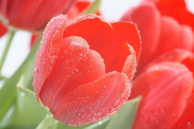 Способы сохранения тюльпанов в вазе помогут продлить срок их жизни