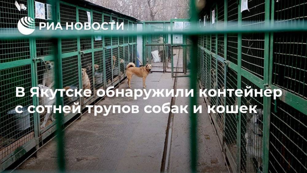 В Якутске обнаружили контейнер с сотней трупов собак и кошек