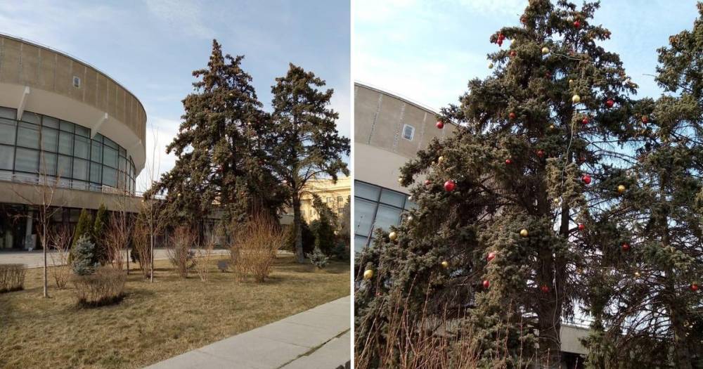 На праздник к нам пришла: в Волгограде пожаловались на новогоднюю елку