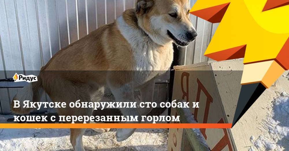 В Якутске обнаружили сто собак и кошек с перерезанным горлом