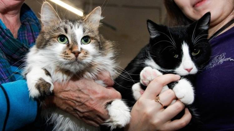 Зоозащитники сообщили о массовом умерщвлении кошек и собак в Якутии