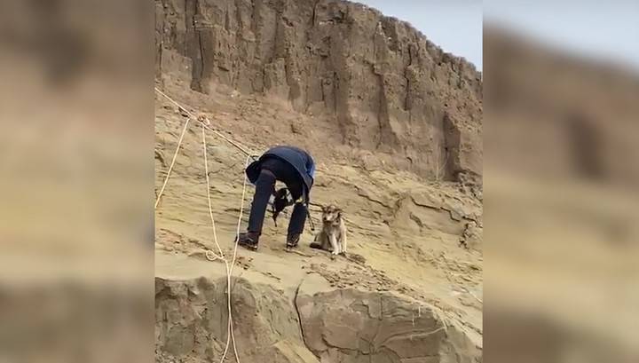 Альпинисты спасли бездомную собаку с крутого склона. Видео