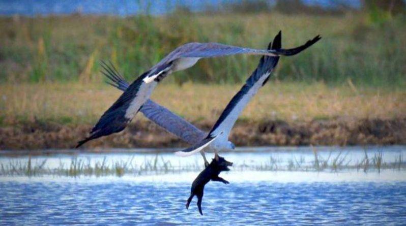 Фотограф снял удивительный момент, когда пара орланов уносила редкую добычу – поросенка