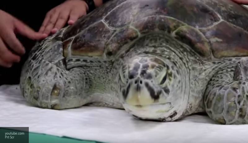 Проглотившая 915 монет черепаха умерла в Таиланде