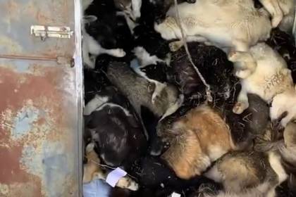 Власти Якутии объяснили убийство 200 собак и кошек
