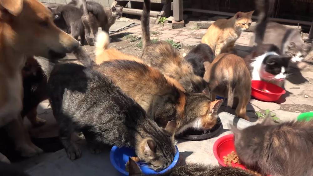 Полиция в Якутске проведет проверку по факту убийства сотни животных