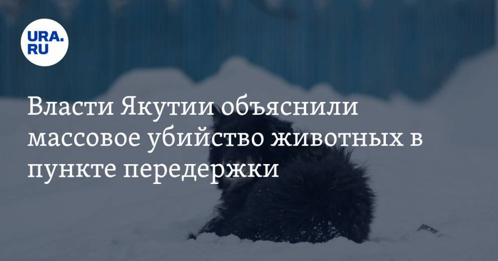 Власти Якутии объяснили массовое убийство животных в пункте передержки