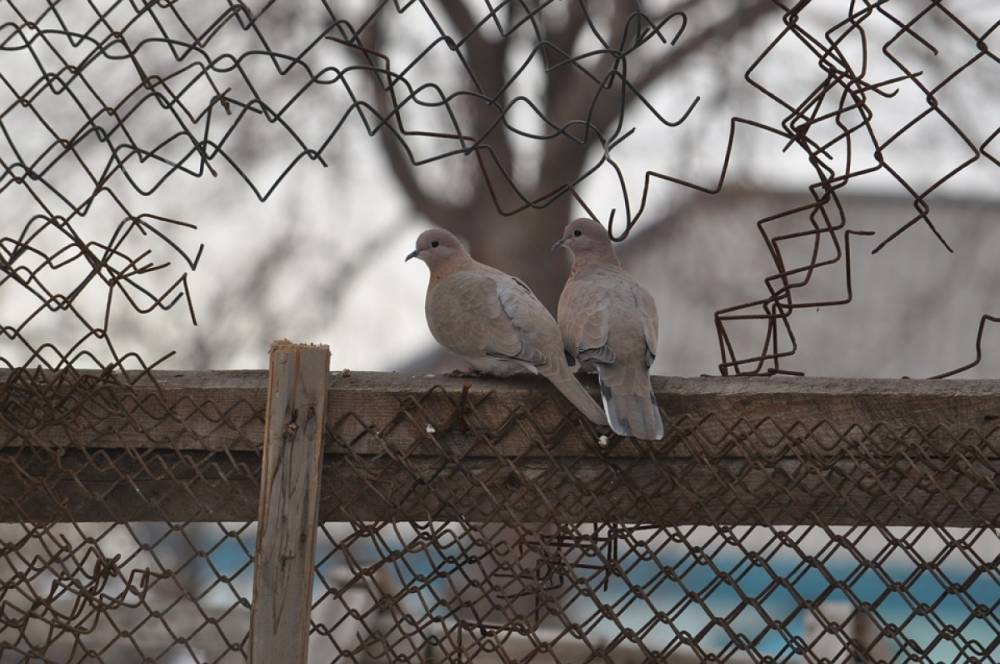 В Петрозаводске голуби разбились насмерть о стеклянные стенды