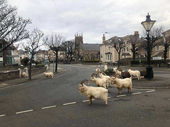 В Уэльсе горные козлы захватили опустевший из-за карантина город