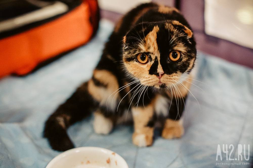 Жительница Кузбасса продала несуществующего котёнка за 5 тысяч рублей