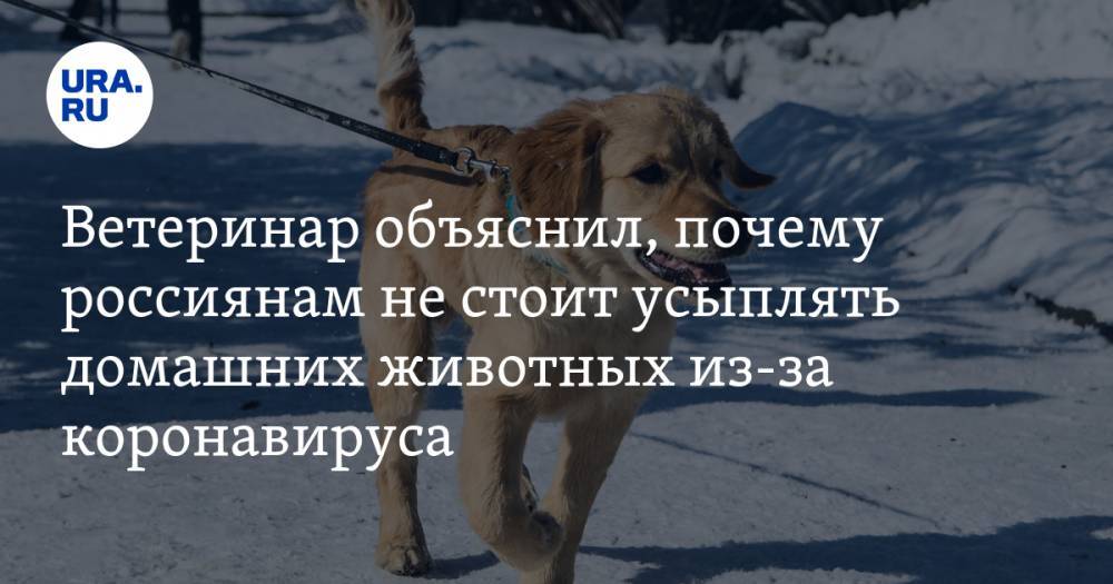 Ветеринар объяснил, почему россиянам не стоит усыплять домашних животных из-за коронавируса