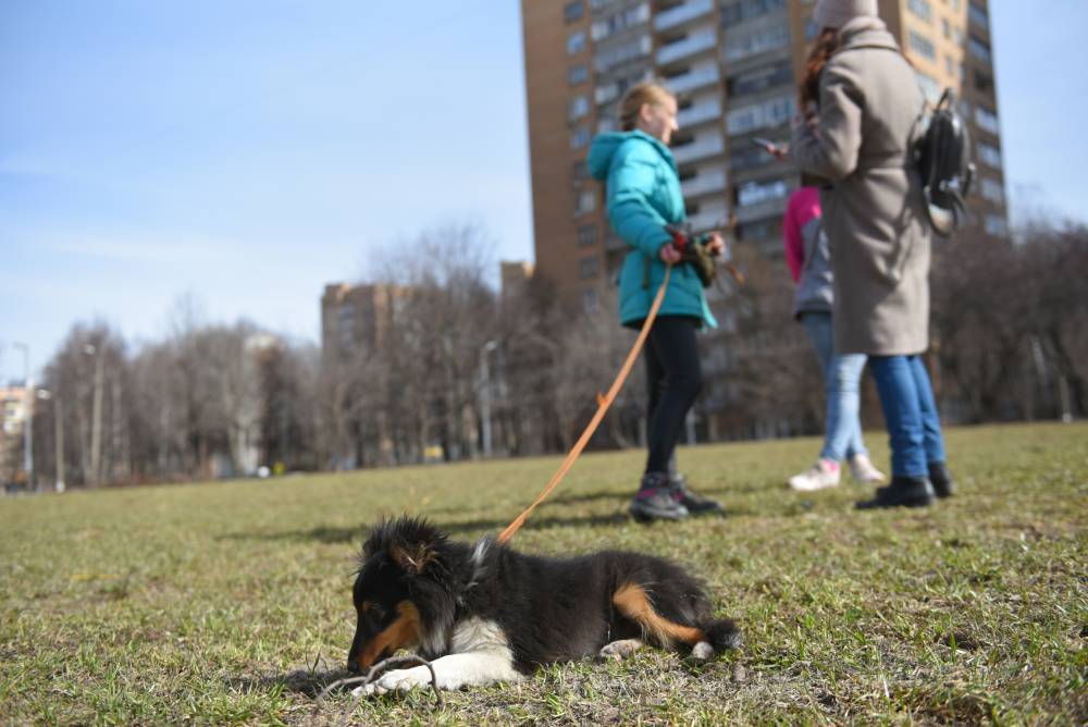 Пожилые москвичи на самоизоляции чаще всего просят волонтеров погулять с собаками