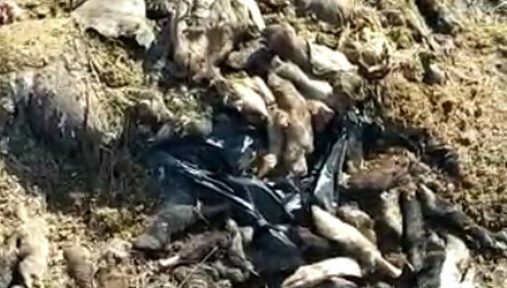 В Новосибирской области возле трассы обнаружили трупы животных