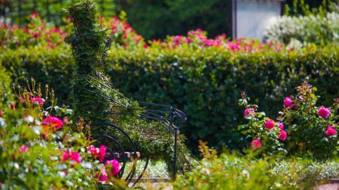 Парк «Сокольники» опубликовал видеолекцию по уходу за садовыми розами