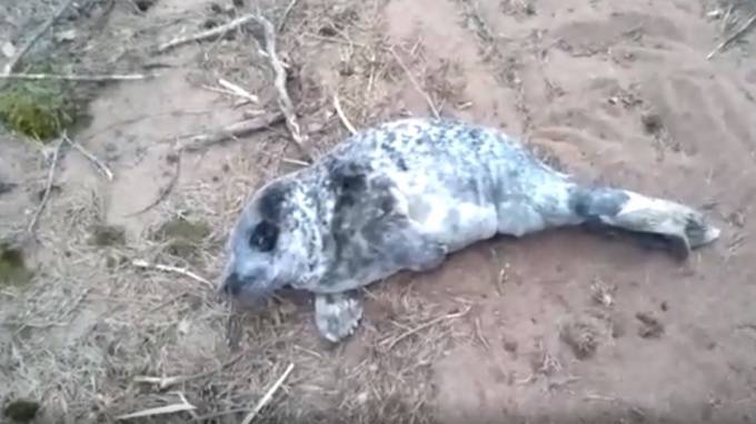 В лесу у Финского залива нашли ослабшего и поклеванного птицами серого тюлененка