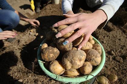 Белоруссия запретила вывозить картошку из-за коронавируса
