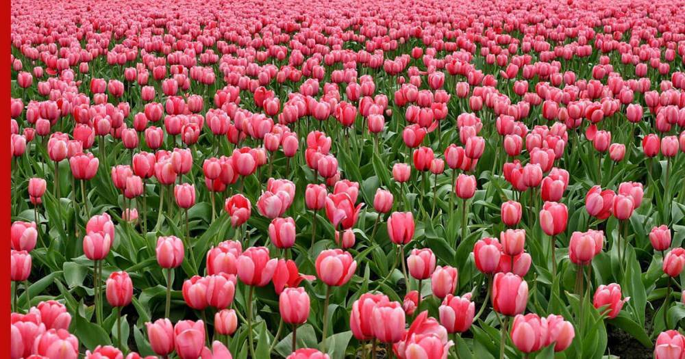 Ботанический сад Крыма провел Парад тюльпанов онлайн