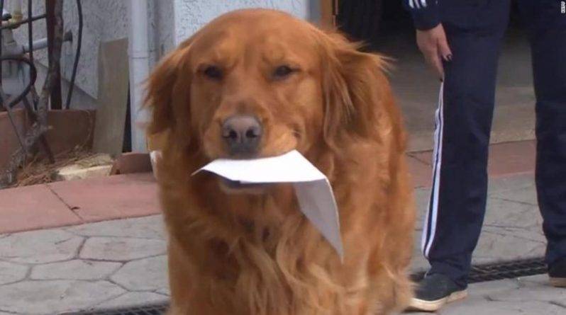 Собака каждый день помогает соседке, уязвимой перед коронавирусом, с покупками (видео)