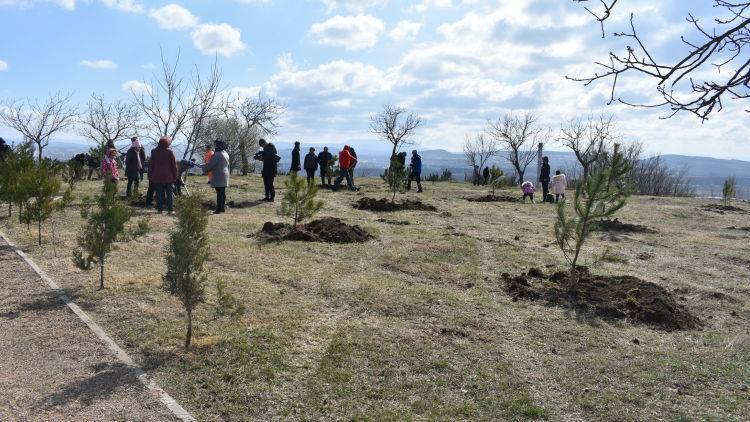 В Симферополе украли деревья с новой аллеи у мемориала "Скорбящая"