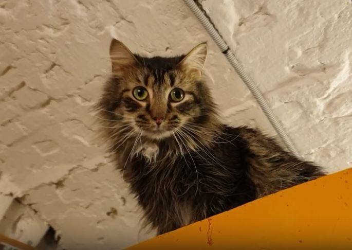 Эрмитаж снял видео о жизни музейных котов во время самоизоляции