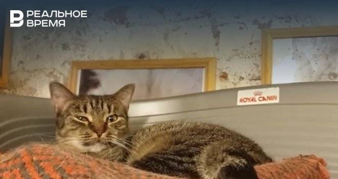 Эрмитаж показал жизнь музейных котов во время самоизоляции — видео