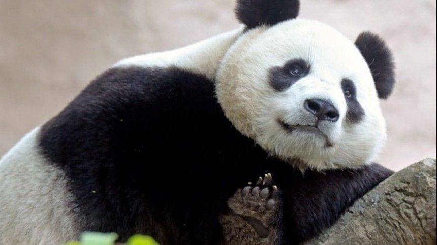 Панда в Московском зоопарке затосковала без посетителей