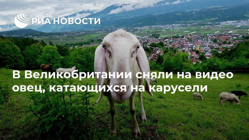 В Великобритании сняли на видео овец, катающихся на карусели - ria.ru - Москва - Англия - шт.Флорида - Великобритания