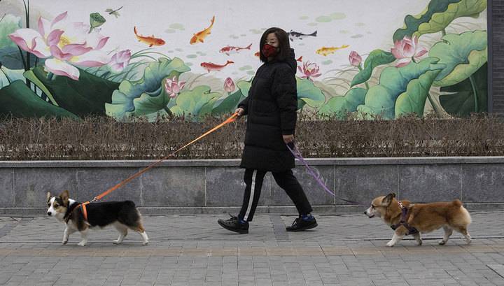 Китайские власти запретили есть собак из-за коронавируса