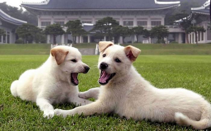 Дружить нельзя съесть: китайские власти официально запретили разводить собак на убой