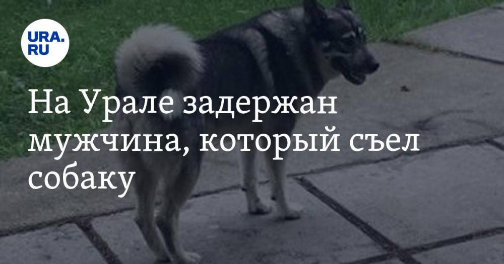 На Урале задержан мужчина, который съел собаку. Псу поставят памятник