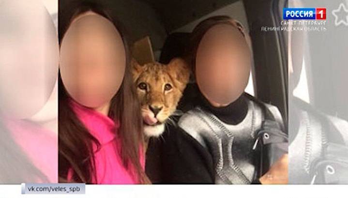 Зоозащитники выкупили по окончании карьеры фотомодели львицу Киару