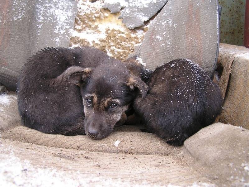 Зоозащитники попросили Генпрокуратуру и СКР расследовать пропажу собак под Тулой