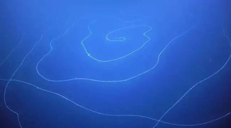 У побережья Австралии заметили странное светящееся 47-метровое существо (видео)