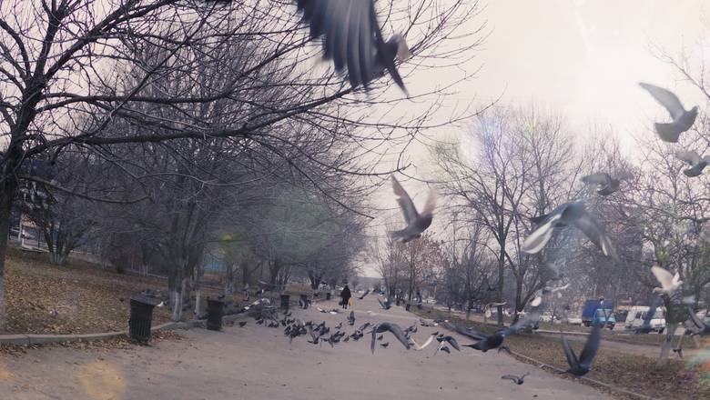 В Тюмени на озере Андреевском поселились уникальные дикие голуби