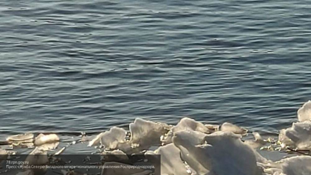 Спасатели на лодке вызволили женщину, тонущую в холодных водах Невы